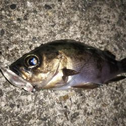 メバル活性高し