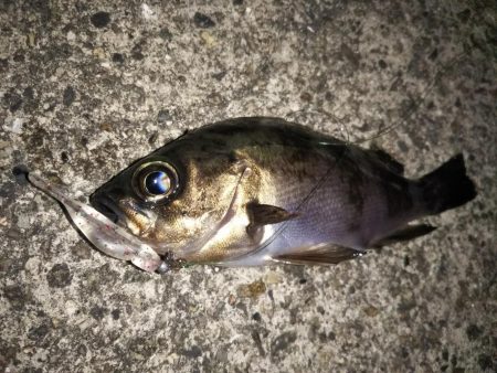 メバル活性高し