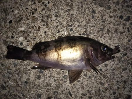 潮が動かず苦戦