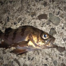 ピンクムーンが邪魔をする