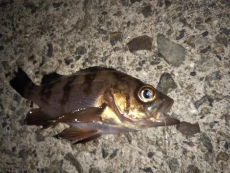 ピンクムーンが邪魔をする