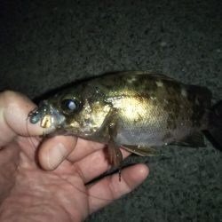 月夜にもめげず