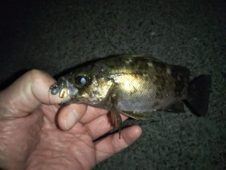 月夜にもめげず