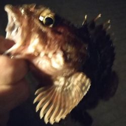 メバル1  ガシラ3