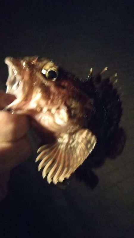 メバル1  ガシラ3