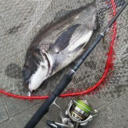 シーバス1  チヌ1  ボラ1