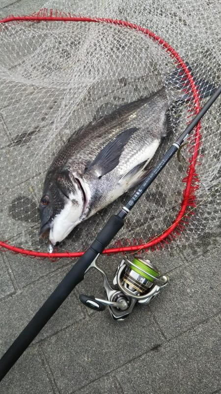 シーバス1  チヌ1  ボラ1