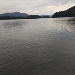 ついに来た❗️サゴシ❗️