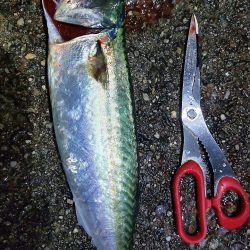 満月にアジのウキ釣り