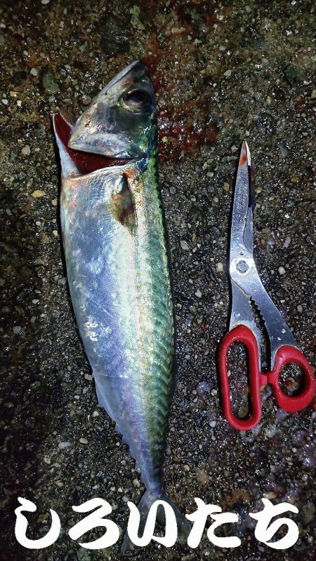 満月にアジのウキ釣り