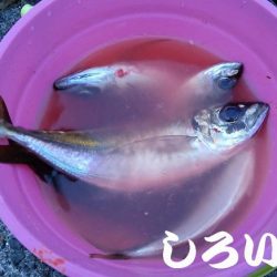 アジのウキ釣りとキス調査。