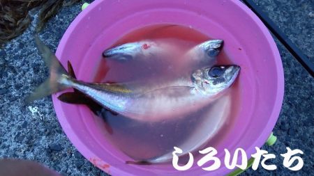 アジのウキ釣りとキス調査。