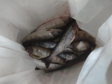 アマゴ釣り（管理釣り場）
