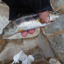 渓流釣り