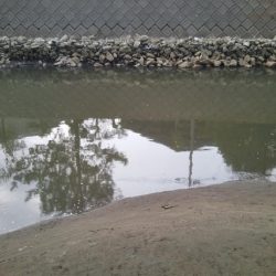 こんな場所で60センチオーバー!