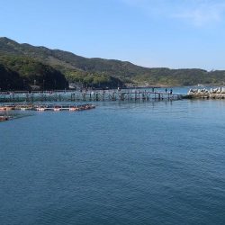 小島養魚場でトラウトサーモン狙い☆
