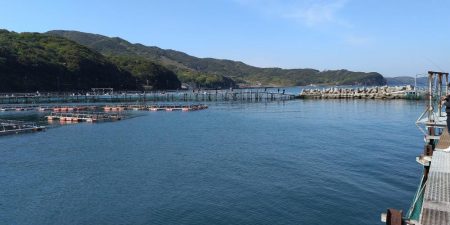 小島養魚場でトラウトサーモン狙い☆