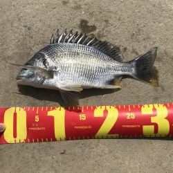 ヘチ釣りでキビレGET