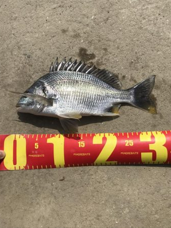 ヘチ釣りでキビレGET