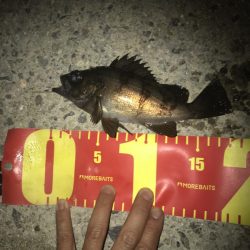 朝マズメのメバリング調査