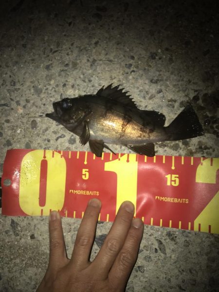 朝マズメのメバリング調査