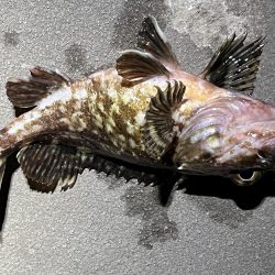 ガシラは裏切らない