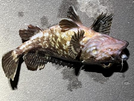 ガシラは裏切らない