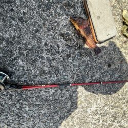 花見カレイ不発