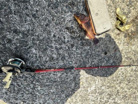 花見カレイ不発