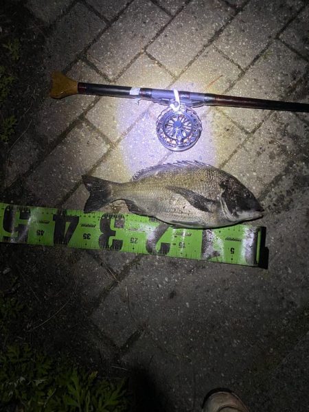 ヘチってきました