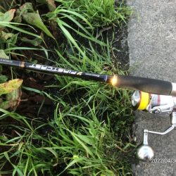 バチ抜けシーバス