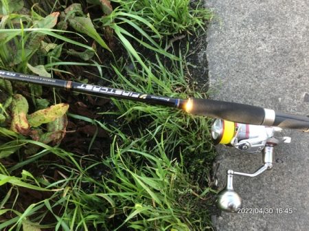 バチ抜けシーバス