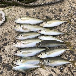 デカアジ、未だ出ず