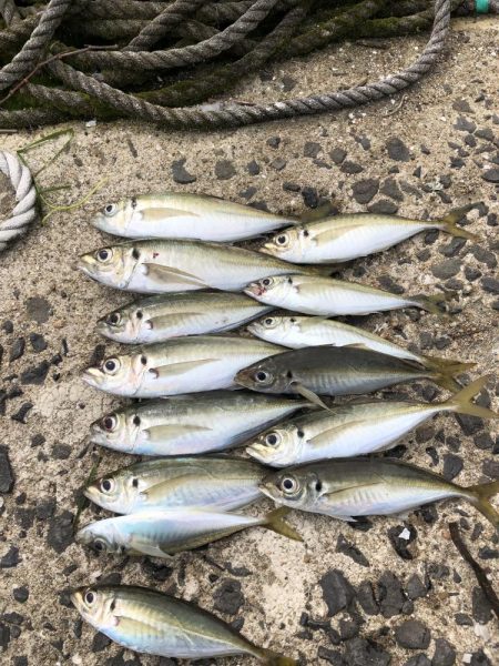 デカアジ、未だ出ず