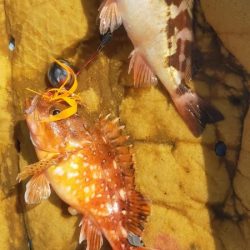 巻き巻きネギング