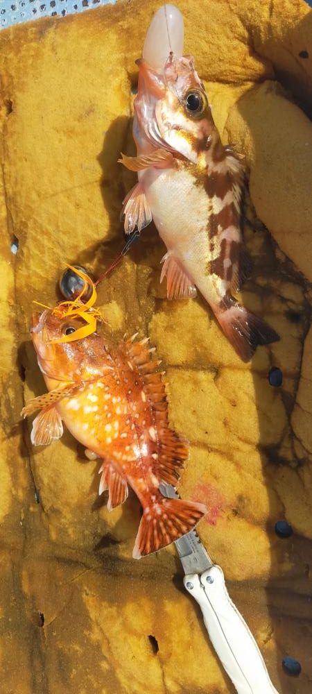 巻き巻きネギング