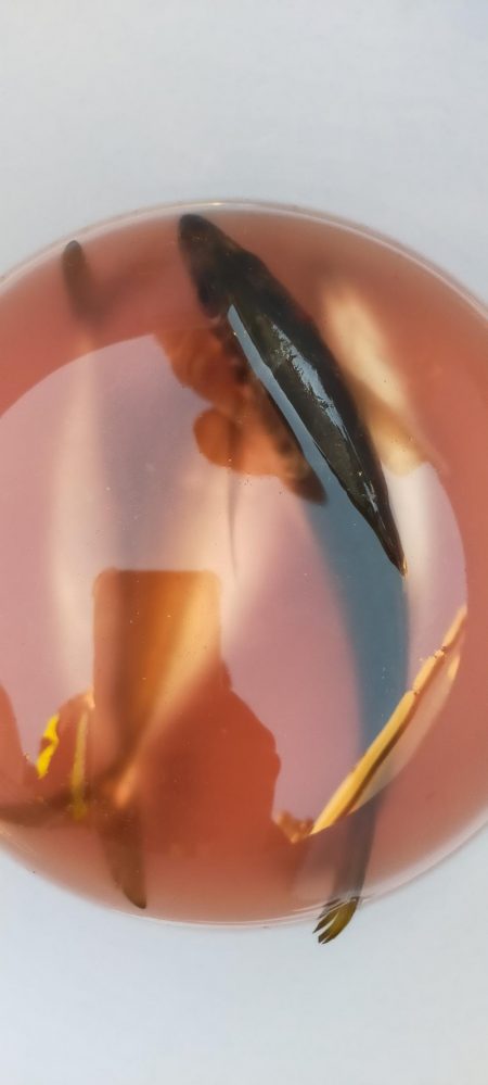 台風明けアジ確認