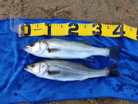 今シーズン初シーバス