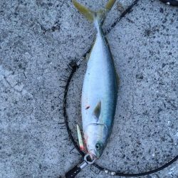 外道に邪魔されながらも大満足の釣果!