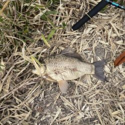 野池でショアジギングタックルでフナ！！