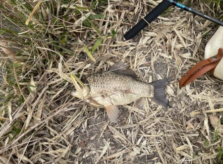 野池でショアジギングタックルでフナ！！