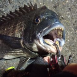 2022/04/03 南港ヘチ釣り釣行 ~ 歳無し釣果!!