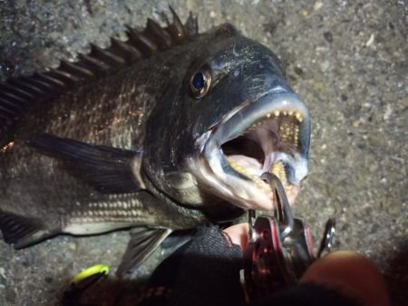 2022/04/03 南港ヘチ釣り釣行 ~ 歳無し釣果!!