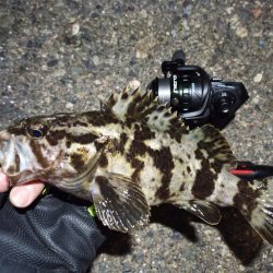 2022/04/06 南港ライトゲーム釣行