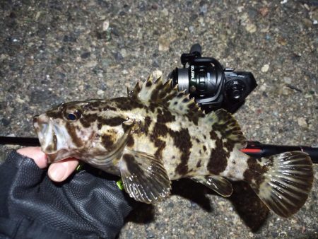 2022/04/06 南港ライトゲーム釣行