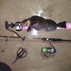 久々のアイナメ！