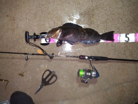 久々のアイナメ！