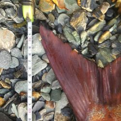 青物狙いからの…まさかの外道