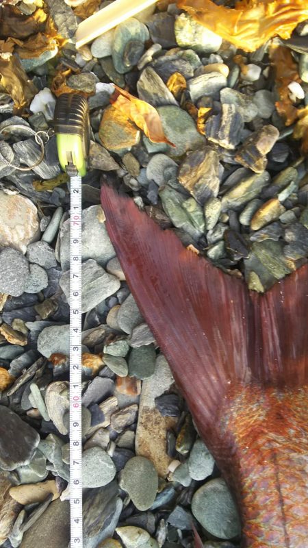 青物狙いからの…まさかの外道