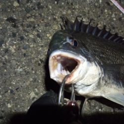 2022/04/10 南港ライトゲーム釣行